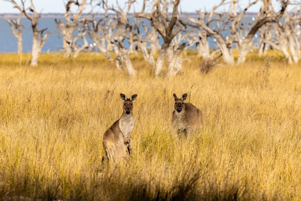 Photo Australien Kindervorsorge